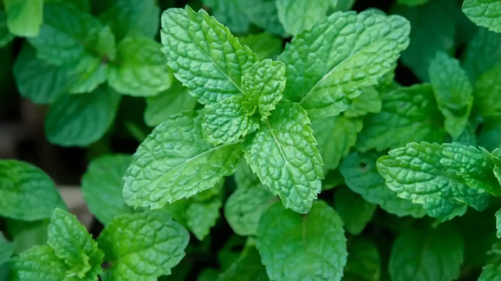 Peppermint: A Versatile Medicinal Herb